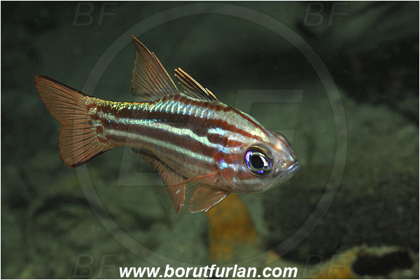 Raja Ampat, Papua, Indonesia, Ostorhinchus compressus, Ostorhinchus, Ochre-striped cardinalfish, Cardinalfish, Fish, Apogonidae