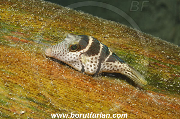 Raja Ampat, Papua, Indonesia, Canthigaster valentini, Canthigaster, Tetraodontidae, Valentini