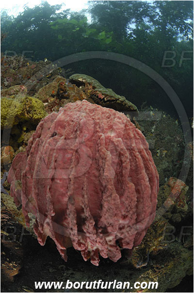 Raja Ampat, Papua, Indonesia, Xestospongia testudinaria, Xestospongia, Petrosiidae, Red Barrel Sponge, Sponge, Porifera, Reef, Trees