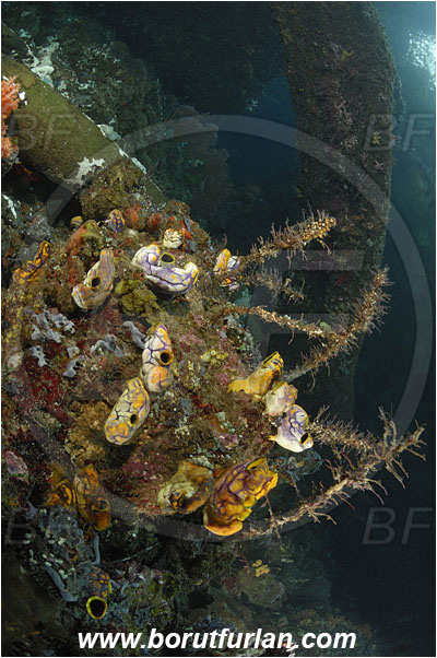 Raja Ampat, Papua, Indonesia, Polycarpa aurata, Polycarpa, Styelidae, Tunicata, Golden Sea Squirt, Tunicate, Reef, Trees, Branches