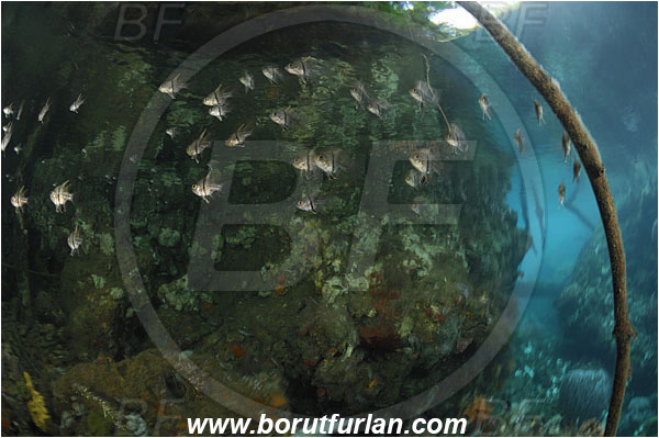 Raja Ampat, Papua, Indonesia, Sphaeramia orbicularis, Sphaeramia, Apogonidae, Orbiculated Cardinalfish, Cardinalfish, Fish, Reef, Fish school, Branches
