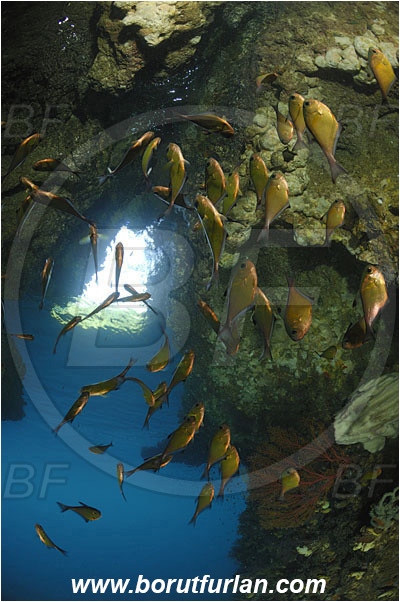 Raja Ampat, Papua, Indonesia, Pempheris analis, Pempheris, Pempheridae, Bronze sweeper, Sweeper, Fish, Fish school, Reef, Cave