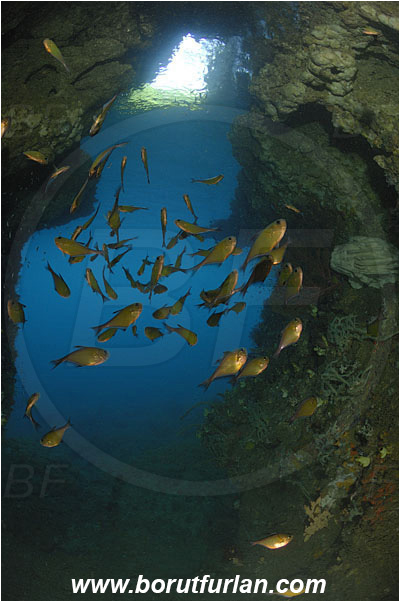 Raja Ampat, Papua, Indonesia, Pempheris analis, Pempheris, Pempheridae, Bronze sweeper, Sweeper, Fish, Fish school, Reef, Cave