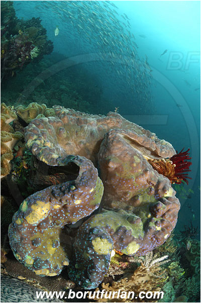 Raja Ampat, Papua, Indonesia, Tridacna gigas, Tridacna, Cardiidae, Bivalvia, Mollusca, Mollusc, Giant clam, Shell, Reef, Fish school
