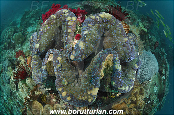 Raja Ampat, Papua, Indonesia, Tridacna gigas, Tridacna, Cardiidae, Bivalvia, Mollusca, Mollusc, Giant clam, Shell, Reef