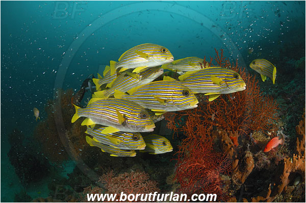 Raja Ampat, Papua, Indonesia, Plectorhinchus polytaenia, Plectorhinchus, Haemulidae, Ribboned sweetlips, Yellow-ribbon sweetlips, Sweetlips, Fish, Fish school, Reef