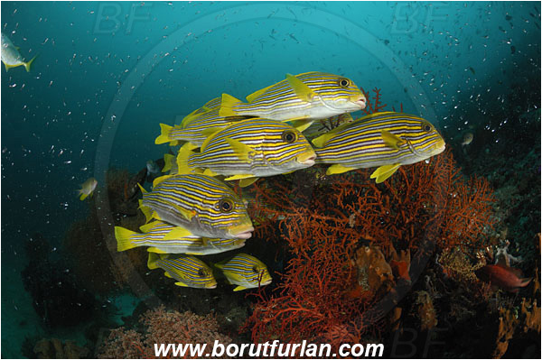 Raja Ampat, Papua, Indonesia, Plectorhinchus polytaenia, Plectorhinchus, Haemulidae, Ribboned sweetlips, Yellow-ribbon sweetlips, Sweetlips, Fish, Fish school, Reef