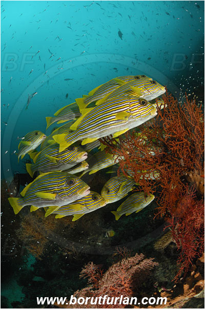 Raja Ampat, Papua, Indonesia, Plectorhinchus polytaenia, Plectorhinchus, Haemulidae, Ribboned sweetlips, Yellow-ribbon sweetlips, Sweetlips, Fish, Fish school, Reef