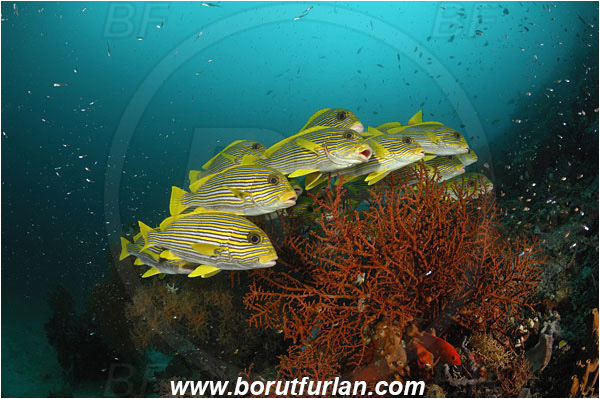 Raja Ampat, Papua, Indonesia, Plectorhinchus polytaenia, Plectorhinchus, Haemulidae, Ribboned sweetlips, Yellow-ribbon sweetlips, Sweetlips, Fish, Fish school, Reef