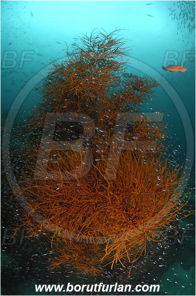 Raja Ampat, Papua, Indonesia, Antipathes sp., Antipathes, Antipathidae, Anthozoa, Cnidaria, Cnidarian, Black coral, Coral, Reef