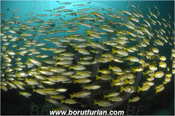 Raja Ampat, Papua, Indonesia, Lutjanus lutjanus, lutjanus kasmira, Lutjanus, Lutjanidae, Bigeye Snapper, Bluestripe Snapper, Snapper, Fish, Fish school, Reef