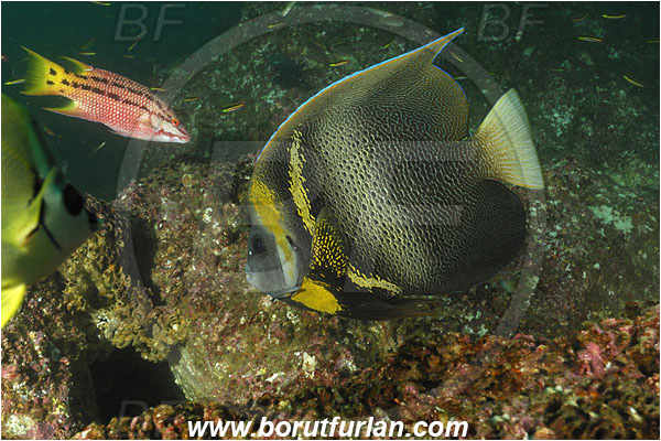 Cabo San Lucas, Baja California, Mexico, Pacific ocean, Pomacanthus zonipectus, Pomacanthus, Pomacanthidae, Cortez Angelfish, Angelfish, Fish, Bodianus diplotaenia, Bodianus, Labridae, Mexican hogfish - female, Wrasse