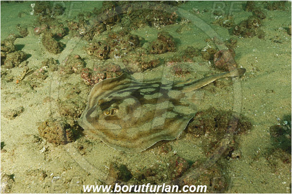 Cabo San Lucas, Baja California, Mexico, Pacific ocean, Urobatis concentricus, Urobatis, Urotrygonidae, Elasmobranchii, Bullseye round stingray, Stingray, Fish