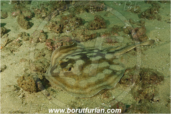 Cabo San Lucas, Baja California, Mexico, Pacific ocean, Urobatis concentricus, Urobatis, Urotrygonidae, Elasmobranchii, Bullseye round stingray, Stingray, Fish