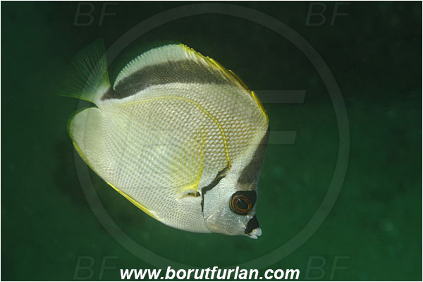 Cabo San Lucas, Baja California, Mexico, Pacific ocean, Johnrandallia nigrirostris, Johnrandallia, Chaetodontidae, Blacknosed butterflyfish, Butterflyfish, Fish