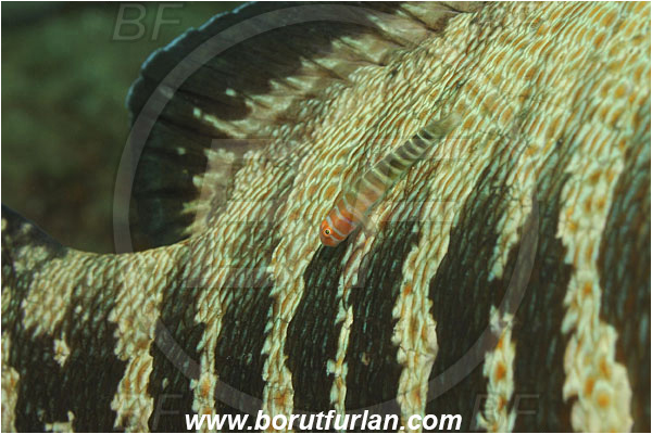 Cabo San Lucas, Baja California, Mexico, Pacific ocean, Cephalopholis panamensis, Cephalopholis, Serranidae, Panama Graysby, Grouper, Fish, Lythrypnus gilberti, Lythrypnus, Gobiidae, Galapagos blue-banded goby, Goby, Cleaning