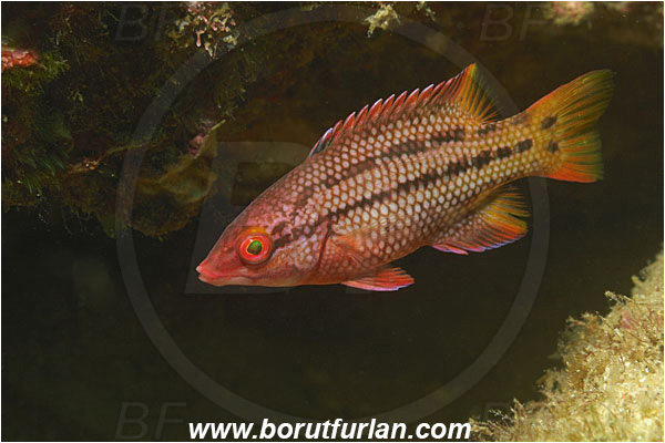 Cabo San Lucas, Baja California, Mexico, Pacific ocean, Bodianus diplotaenia, Bodianus, Labridae, Mexican hogfish - female, Fish, Wrasse