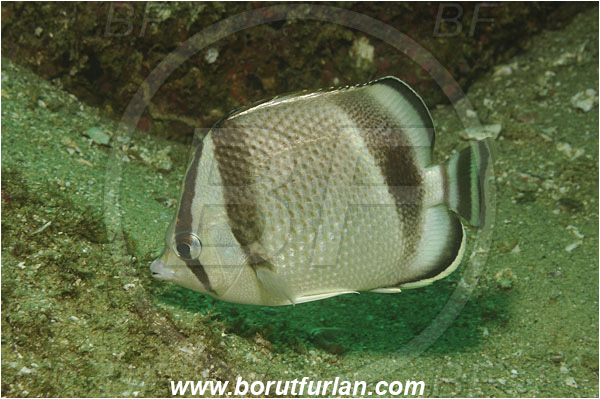 Cabo San Lucas, Baja California, Mexico, Pacific ocean, Chaetodon humeralis, Chaetodon, Chaetodontidae, Threebanded butterflyfish, Butterflyfish, Fish