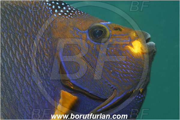 Cabo San Lucas, Baja California, Mexico, Pacific ocean, Holacanthus passer, Holacanthus, Pomacanthidae, King Angelfish, Angelfish, Fish, Portrait