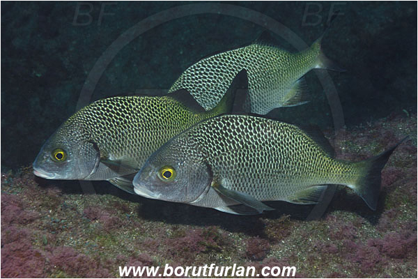 San Benedicto, Socorro, Mexico, Pacific ocean, Anisotremus interruptus, Anisotremus, Haemulidae, Burito grunt, Grunt, Fish