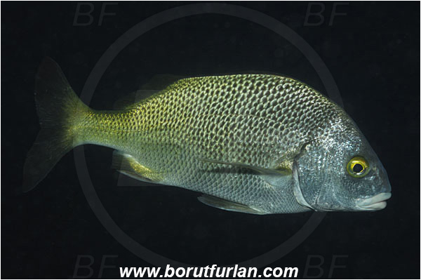 San Benedicto, Socorro, Mexico, Pacific ocean, Anisotremus interruptus, Anisotremus, Haemulidae, Burito grunt, Grunt, Fish