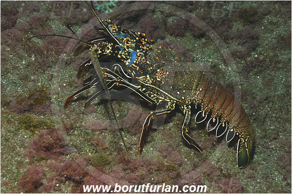 San Benedicto, Socorro, Mexico, Pacific ocean, Panulirus penicillatus, Panulirus, Palinuridae, Decapoda, Crustacea, Crustacean, Pronghorn spiny lobster, Spiny lobster, Lobster