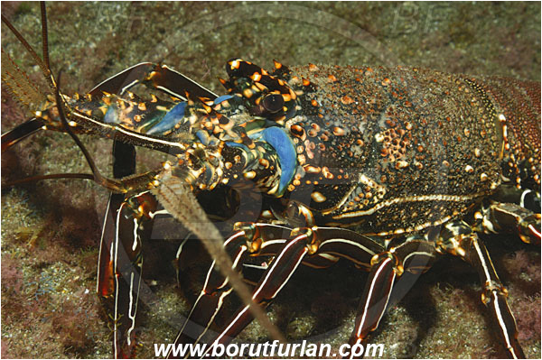 San Benedicto, Socorro, Mexico, Pacific ocean, Panulirus penicillatus, Panulirus, Palinuridae, Decapoda, Crustacea, Crustacean, Pronghorn spiny lobster, Spiny lobster, Lobster, Portrait