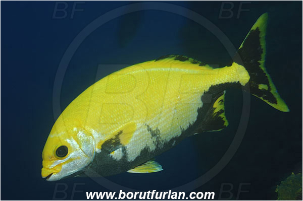 San Benedicto, Socorro, Mexico, Pacific ocean, Kyphosus lutescens, Kyphosus, Kyphosidae, Revillagigedo sea chub, Chub, Fish