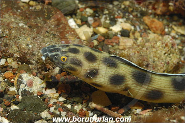 San Benedicto, Socorro, Mexico, Pacific ocean, Myrichthys tigrinus, Myrichthys, Ophichthidae, Spotted snake-eel, Snake-eel, Fish