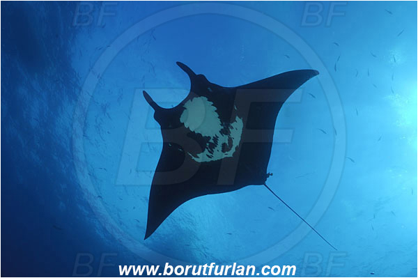 San Benedicto, Socorro, Mexico, Pacific ocean, Mobula birostris, Mobula, Myliobatidae, Elasmobranchii, Giant Manta, Manta, Fish