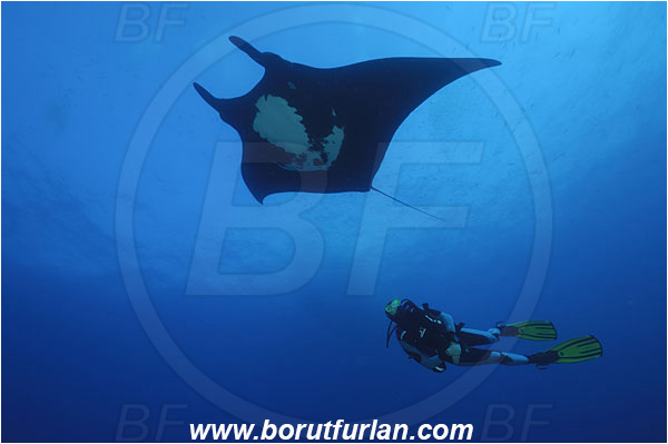 San Benedicto, Socorro, Mexico, Pacific ocean, Mobula birostris, Mobula, Myliobatidae, Elasmobranchii, Giant Manta, Manta, Fish, Diver