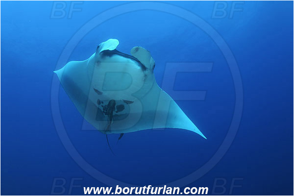 San Benedicto, Socorro, Mexico, Pacific ocean, Mobula birostris, Mobula, Myliobatidae, Elasmobranchii, Giant Manta, Manta, Fish