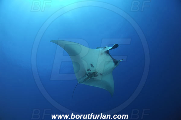 San Benedicto, Socorro, Mexico, Pacific ocean, Mobula birostris, Mobula, Myliobatidae, Elasmobranchii, Giant Manta, Manta, Fish