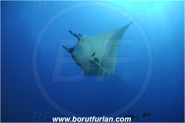 San Benedicto, Socorro, Mexico, Pacific ocean, Mobula birostris, Mobula, Myliobatidae, Elasmobranchii, Giant Manta, Manta, Fish