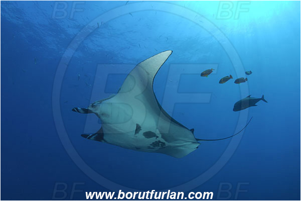San Benedicto, Socorro, Mexico, Pacific ocean, Mobula birostris, Mobula, Myliobatidae, Elasmobranchii, Giant Manta, Manta, Fish