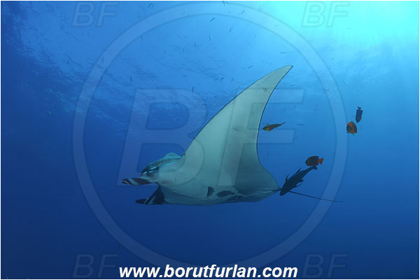 San Benedicto, Socorro, Mexico, Pacific ocean, Mobula birostris, Mobula, Myliobatidae, Elasmobranchii, Giant Manta, Manta, Fish