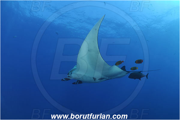 San Benedicto, Socorro, Mexico, Pacific ocean, Mobula birostris, Mobula, Myliobatidae, Elasmobranchii, Giant Manta, Manta, Fish