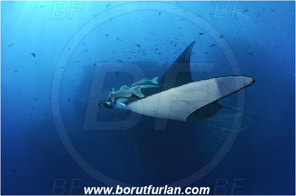 San Benedicto, Socorro, Mexico, Pacific ocean, Mobula birostris, Mobula, Myliobatidae, Elasmobranchii, Giant Manta, Manta, Fish, Remora remora, Remora, Echeneidae, Common remora, Shark sucker