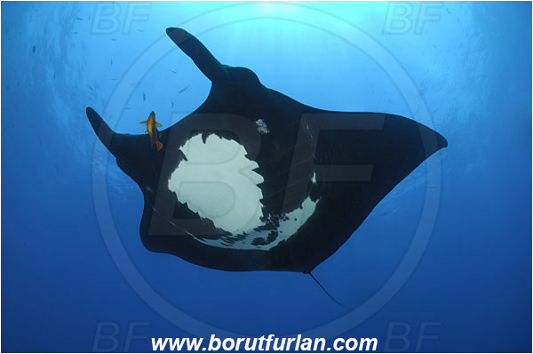 San Benedicto, Socorro, Mexico, Pacific ocean, Mobula birostris, Mobula, Myliobatidae, Elasmobranchii, Giant Manta, Manta, Fish