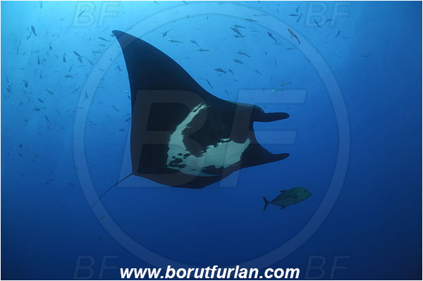 San Benedicto, Socorro, Mexico, Pacific ocean, Mobula birostris, Mobula, Myliobatidae, Elasmobranchii, Giant Manta, Manta, Caranx lugubris, Caranx, Carangidae, Black Trevally, Black Jack, Trevally, Jack, Fish