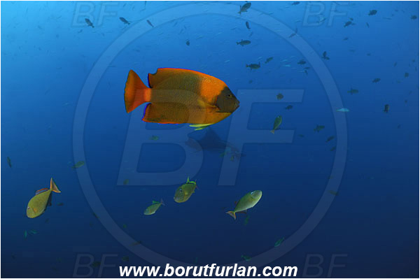 San Benedicto, Socorro, Mexico, Pacific ocean, Holocanthus clarionensis, Holacanthus, Pomacanthidae, Clarion angelfish, Angelfish, Fish