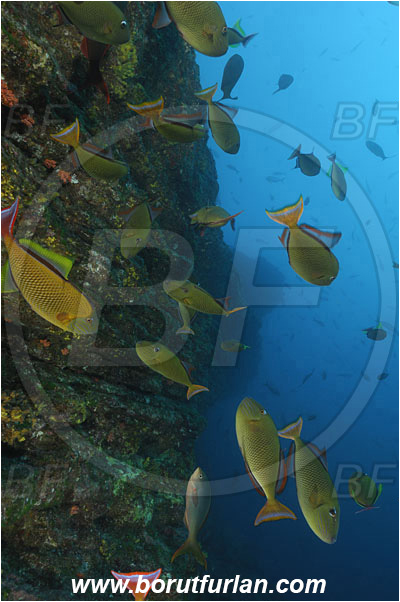 San Benedicto, Socorro, Mexico, Pacific ocean, Xanthichthys mento, Xanthichthys, Balistidae, Crosshatch Triggerfish, Redtail triggerfish, Triggerfish, Fish, Fish school, Reef, Wall