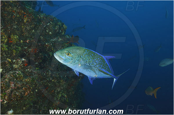 San Benedicto, San Benedicto, Mexico, Pacific ocean, Caranx melampygus, Caranx, Carangidae, Bluefin trevally, Trevally, Jack, Fish, Reef