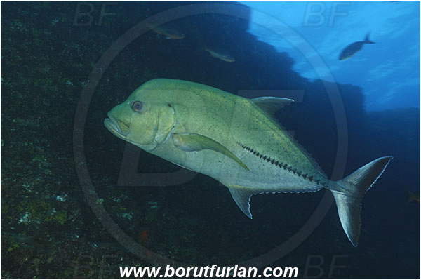 San Benedicto, San Benedicto, Mexico, Pacific ocean, Caranx lugubris, Caranx, Carangidae, Black Trevally, Black Jack, Trevally, Jack, Fish, Reef