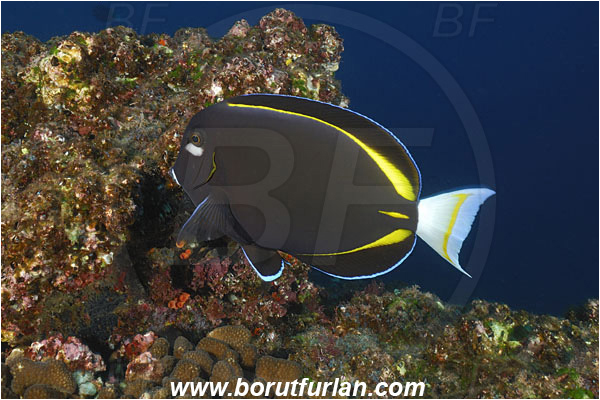 San Benedicto, Socorro, Mexico, Pacific ocean, Acanthurus nigricans, Acanthurus, Acanthuridae, Whitecheek surgeonfish, Surgeonfish, Fish, Reef