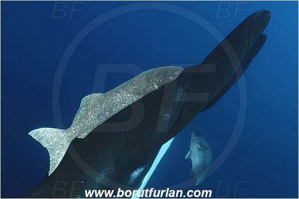 San Benedicto, Socorro, Mexico, Pacific ocean, Mobula birostris, Mobula, Myliobatidae, Elasmobranchii, Giant Manta, Manta, Fish, Remora remora, Remora, Echeneidae, Common remora, Shark sucker
