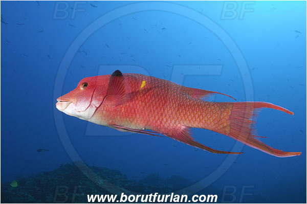 Socorro, Mexico, Pacific ocean, Bodianus diplotaenia, Bodianus, Labridae, Mexican hogfish - male, Hogfish, Fish