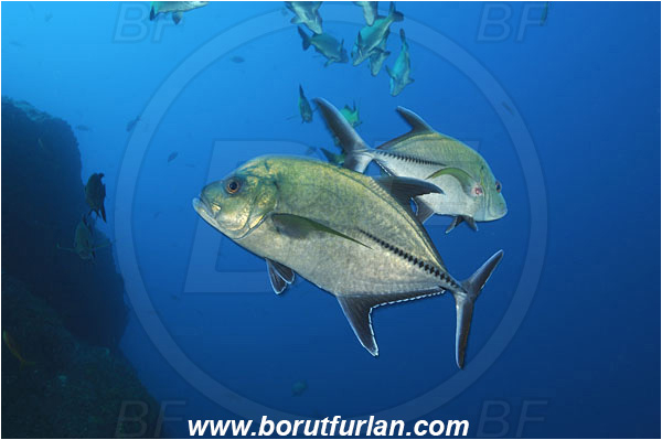 San Benedicto, Mexico, Pacific ocean, Caranx lugubris, Caranx, Carangidae, Black Trevally, Black Jack, Trevally, Jack, Fish, Fish school