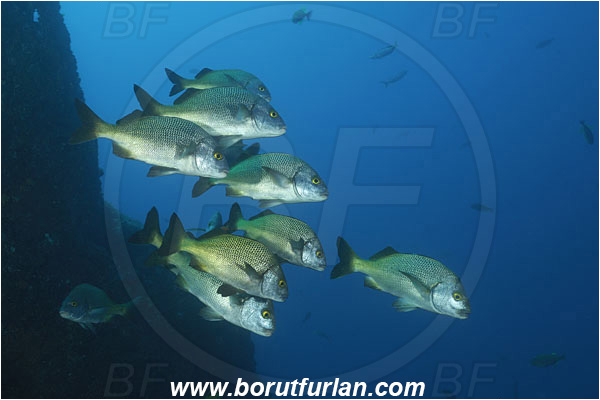 Socorro, Mexico, Pacific ocean, Anisotremus interruptus, Anisotremus, Haemulidae, Burito grunt, Grunt, Fish, Fish school
