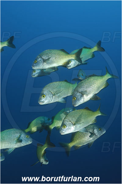 Socorro, Mexico, Pacific ocean, Anisotremus interruptus, Anisotremus, Haemulidae, Burito grunt, Grunt, Fish, Fish school